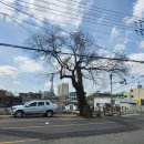 회나무염소식당 이미지