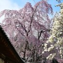 송광사 왕벚나무길 이미지