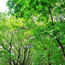 경기도 하남 미사뚝방꽃길 ('26.8.18) 이미지