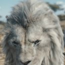 하쿠나컴퍼니 | 디즈니 &lt;무파사 : 라이온킹&gt; 후기 및 줄거리 스포주의 어릴적 보던 디즈니 만화를 추억하며 쿠키X