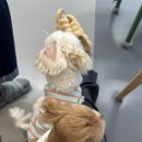 댕댕빌리지 이미지