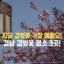 성산패총로-1 | 경남 겹벚꽃 명소는 여기로 끝! 아이랑 가도 좋은 지금 가장 예쁜 명소 3곳!