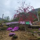 동설매
