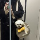 [파주/야당] 반려견 동반 호텔 파크뷰 테라스 | 코니 디룸 솔직 후기🐶