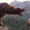 「감동」 The Bear [영화 .. 베어 , 1988] ... '사랑과 용서' 이미지