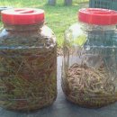 송진농장 이미지