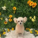 퍼스트멍멍 이미지