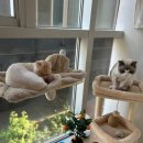 커뮤니캣 고양이 호텔&미용실 | 강서구 마곡 고양이 미용실 마고미 호텔도 가능하다고