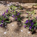 길상공설운동장 이미지