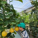 그린농장 | 경북 청도 아이랑 가볼만한곳 :) 꿈그린농원 바나나농장 체험 후기 (6살아이와 함께)