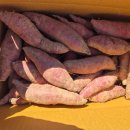 철용농장 이미지