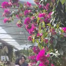 성읍리-22 이미지