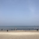 이호흑돼지
