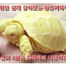 💐 4월맞이 행운선물! 재물과 장수를부르는 ""황금거북이💐 이미지