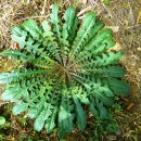 꽃민들레 이미지