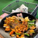 꿀단지 아이스크림&간식 | 인천 애견동반 식당 인더캠핑 후기｜강아지랑 감성 가득 실내캠핑 바베큐 즐기기
