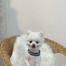 댕보드레 이미지