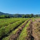 2023년산 알땅콩 50% 맛보기 이벤트 이미지