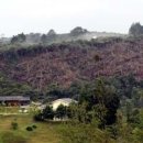 Land-clearing rampant in Camerons 이미지