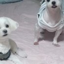 푸른동물병원 이미지