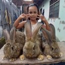 애완용 토끼 - 플레미쉬 자이언트 (Flemish Giant) 이미지