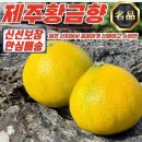 황금향