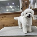 더사랑할개 이미지