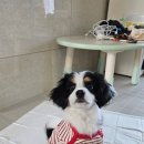 멍벤져스 이미지