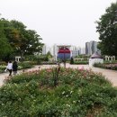 들꽃마루의 황화 코스모스와 구리 한강시민공원의 코스모스. 이미지