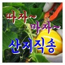 소미네일 이미지