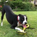 플레이 바우 이미지