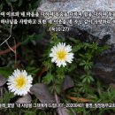 PICTURE&amp;TEXT_20200405_누가복음 10장 27절_하얀 민들레_꽃말 &#39;내 사랑을 그대에게 드립니다&#39;_밀양동부교회 정원에서 이미지