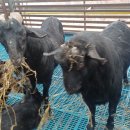 보라농장2 이미지