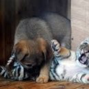 하룻강아지 이미지