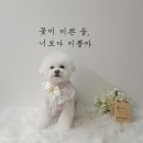 땡자네 묭실 이미지