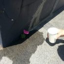 희망의 꽃 이미지