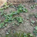 정골농장 이미지