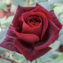 Emma beauty(엠마뷰티) | [정보] 장미 향의 분류