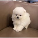 씨유 용인이동서리점 | 용인강아지분양 만족스러운 후기