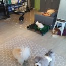 호텔스 컴도그 이미지