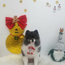 설 grooming 이미지