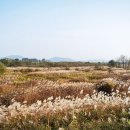 순천-33호 이미지