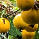 하늘농장6 이미지