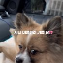 월드애견미용실 이미지