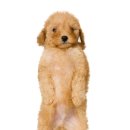 명동물병원 이미지