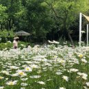 데이지카페 - 서대문구 모래내로 380 | 데이지카페