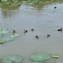 연꽃도서관 이미지