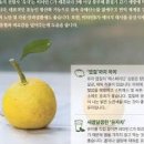 유자 먹으면 효능 유자의먹으면 효능 유자차 칼로리 안효능 이미지