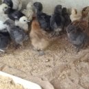 태성2농장 이미지