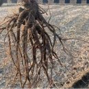 강청농장 이미지